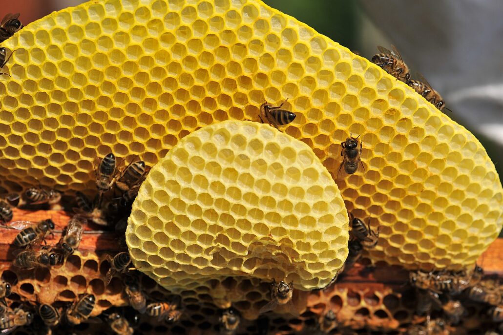 Bienenwachs im Trend