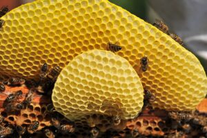 Bienenwachs im Trend