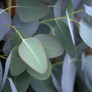 eukalyptus, eucalyptus
