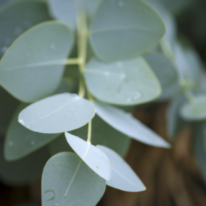 eukalyptus, eucalyptus