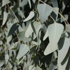 eukalyptus, eucalyptus