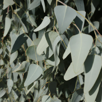 eukalyptus, eucalyptus